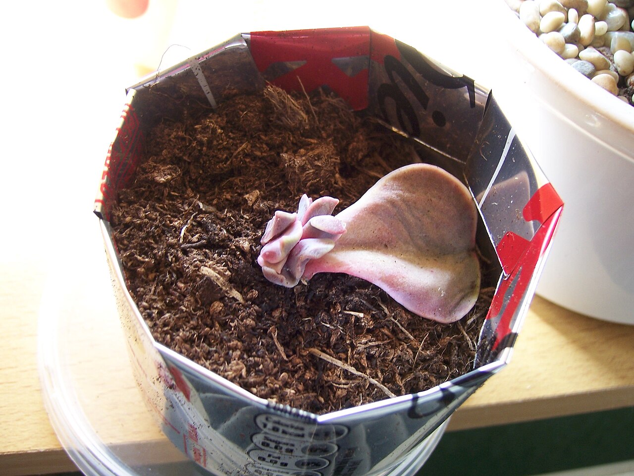 紫珍珠